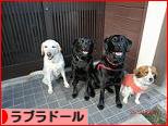 にほんブログ村 犬ブログ ラブラドールへ