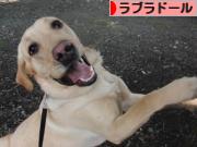 にほんブログ村 犬ブログ ラブラドールへ