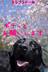 にほんブログ村 犬ブログ ラブラドールへ
