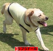 にほんブログ村 犬ブログ ラブラドールへ