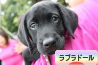 にほんブログ村 犬ブログ ラブラドールへ