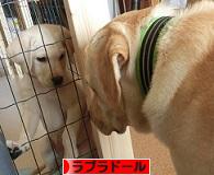 にほんブログ村 犬ブログ ラブラドールへ