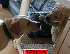 にほんブログ村 犬ブログ ラブラドールへ