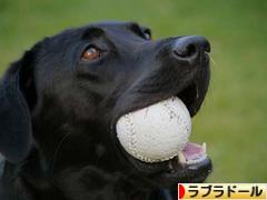 にほんブログ村 犬ブログ ラブラドールへ