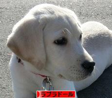 にほんブログ村 犬ブログ ラブラドールへ