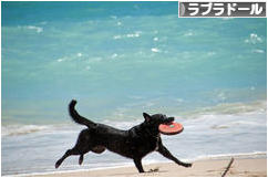 にほんブログ村 犬ブログ ラブラドールへ