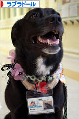 にほんブログ村 犬ブログ ラブラドールへ