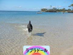 にほんブログ村 犬ブログ ラブラドールへ