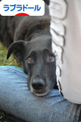 にほんブログ村 犬ブログ ラブラドールへ