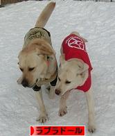 にほんブログ村 犬ブログ ラブラドールへ