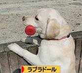 にほんブログ村 犬ブログ ラブラドールへ