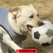 にほんブログ村 犬ブログ ラブラドールへ