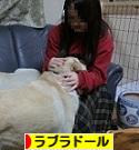 にほんブログ村 犬ブログ ラブラドールへ