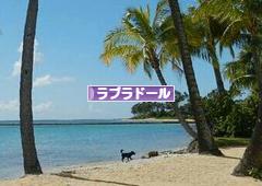 にほんブログ村 犬ブログ ラブラドールへ