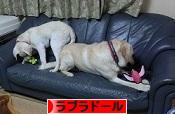 にほんブログ村 犬ブログ ラブラドールへ