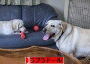 にほんブログ村 犬ブログ ラブラドールへ