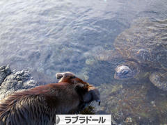 にほんブログ村 犬ブログ ラブラドールへ