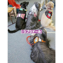 にほんブログ村 犬ブログ ラブラドールへ