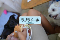 にほんブログ村 犬ブログ ラブラドールへ