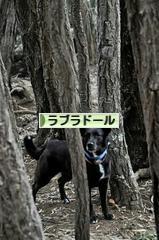 にほんブログ村 犬ブログ ラブラドールへ