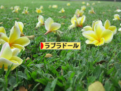 にほんブログ村 犬ブログ ラブラドールへ