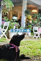 にほんブログ村 犬ブログ ラブラドールへ