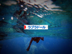 にほんブログ村 犬ブログ ラブラドールへ