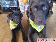 にほんブログ村 犬ブログ ラブラドールへ