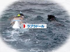 にほんブログ村 犬ブログ ラブラドールへ