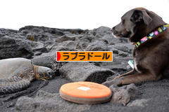 にほんブログ村 犬ブログ ラブラドールへ