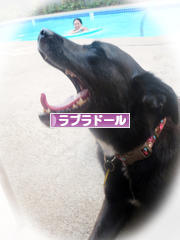 にほんブログ村 犬ブログ ラブラドールへ