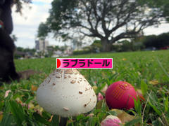 にほんブログ村 犬ブログ ラブラドールへ