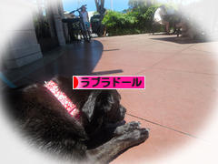 にほんブログ村 犬ブログ ラブラドールへ
