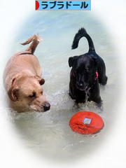 にほんブログ村 犬ブログ ラブラドールへ