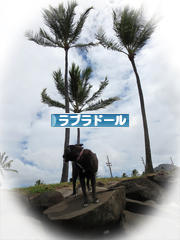 にほんブログ村 犬ブログ ラブラドールへ