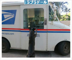 にほんブログ村 犬ブログ ラブラドールへ