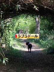 にほんブログ村 犬ブログ ラブラドールへ
