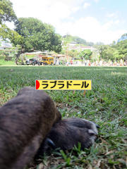 にほんブログ村 犬ブログ ラブラドールへ