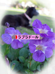 にほんブログ村 犬ブログ ラブラドールへ