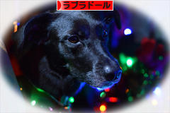 にほんブログ村 犬ブログ ラブラドールへ