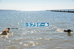 にほんブログ村 犬ブログ ラブラドールへ