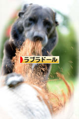 にほんブログ村 犬ブログ ラブラドールへ