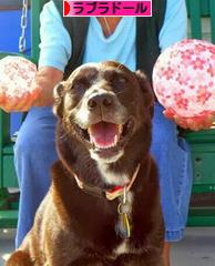 にほんブログ村 犬ブログ ラブラドールへ