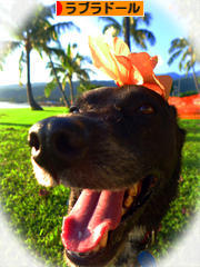 にほんブログ村 犬ブログ ラブラドールへ