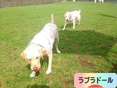 にほんブログ村 犬ブログ ラブラドールへ