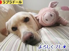 にほんブログ村 犬ブログ ラブラドールへ