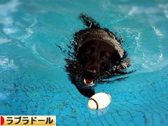 にほんブログ村 犬ブログ ラブラドールへ