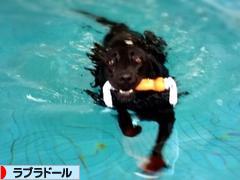 にほんブログ村 犬ブログ ラブラドールへ