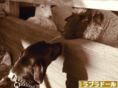 にほんブログ村 犬ブログ ラブラドールへ