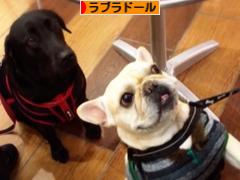 にほんブログ村 犬ブログ ラブラドールへ